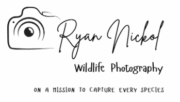 website logo ryan nickol removebg preview